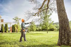 How Our Tree Care Process Works  in  Tipp City, OH