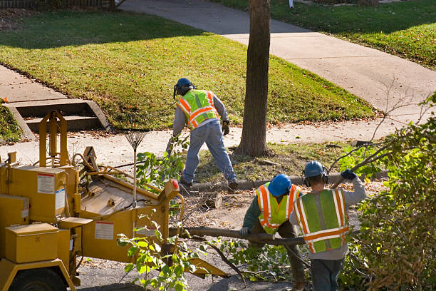 Best Tree Trimming and Pruning  in Tipp City, OH